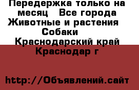 Передержка только на месяц - Все города Животные и растения » Собаки   . Краснодарский край,Краснодар г.